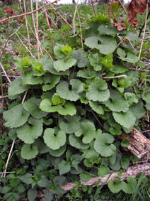 Alliaria petiolata